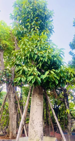 Cây Hoa Ngọc Lan - Cao 7m - Vanh 190