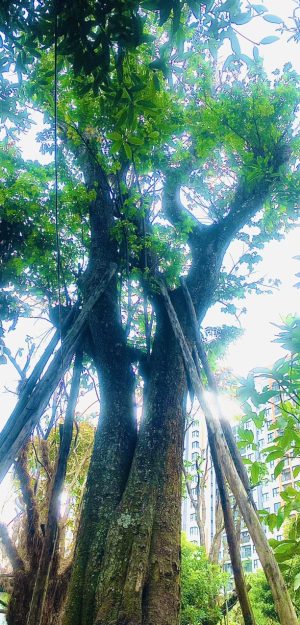 Cây Hoa Ngọc Lan - Cao 7m - Vanh 190