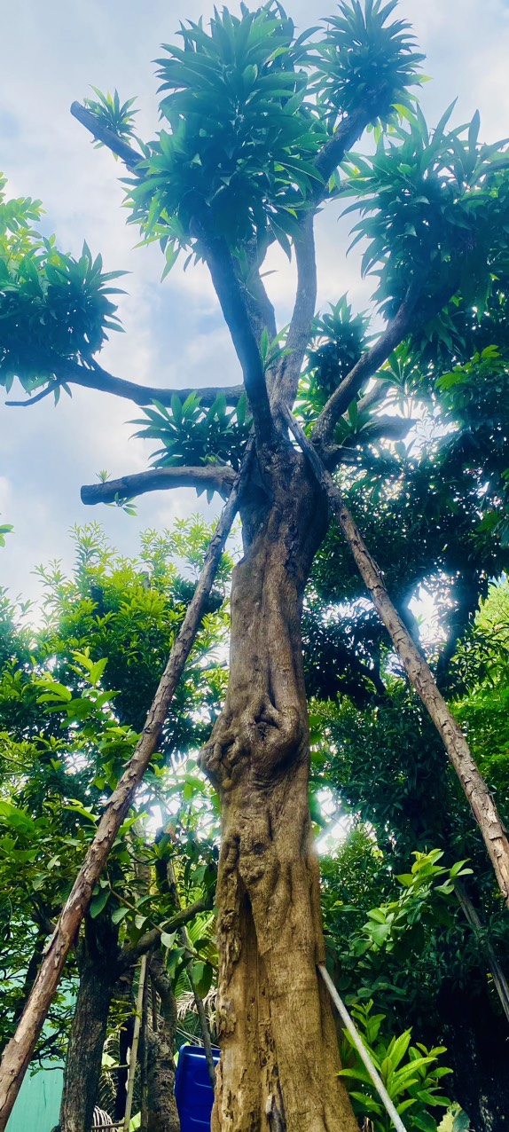 Cây Lêkima ( Trứng Gà) - Cao 6,5m - Vanh 160