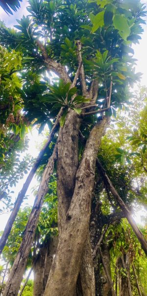 Cây Lêkima ( Trứng Gà) - Cao 6,5m - Vanh 160