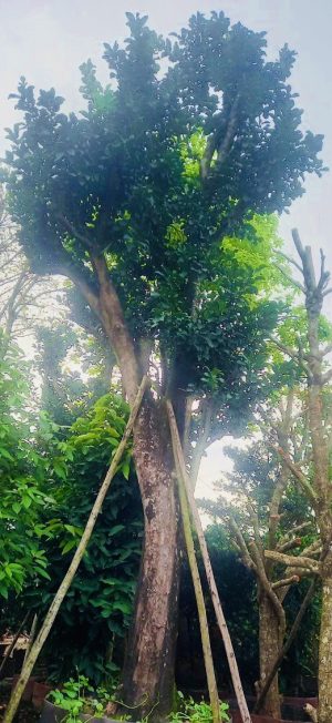 Cây bưởi ngọt - Cao 6m - Vanh 190