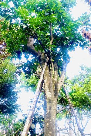 Cây bưởi ngọt - Cao 6m - Vanh 190