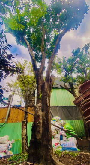 Cây bưởi ngọt - Cao 6m - Vanh 190