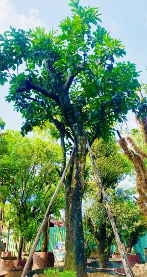 Cây bưởi ngọt - Cao 6m - Vanh 190