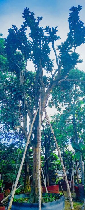 Cây bưởi ngọt - Cao 6m - Vanh 190