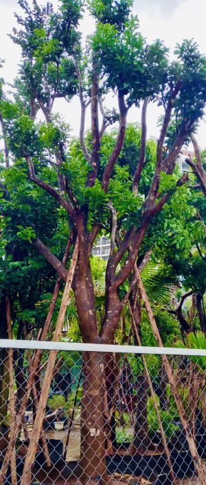 Cây bưởi ngọt - Cao 6m - Vanh 190