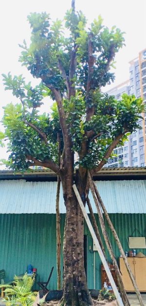 Cây bưởi ngọt - Cao 6m - Vanh 190