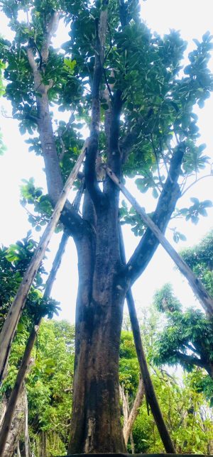 Cây bưởi ngọt - Cao 6m - Vanh 190