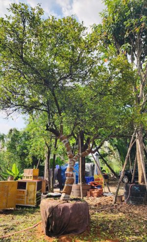 Cây chanh bắc cổ thụ - Cao 4,5m - Vanh 60