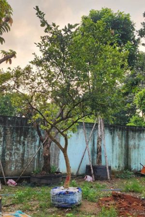 Cây chanh bắc cổ thụ - Cao 4,5m - Vanh 60