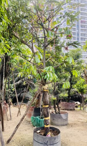 Cây hồng nhung ăn quả- Cao 4m - Vanh 50