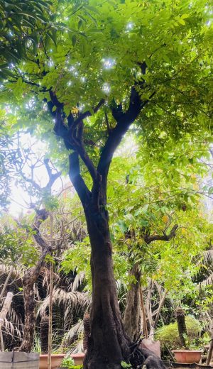 Cây Hoa Ngọc Lan - Cao 7m - Vanh 190