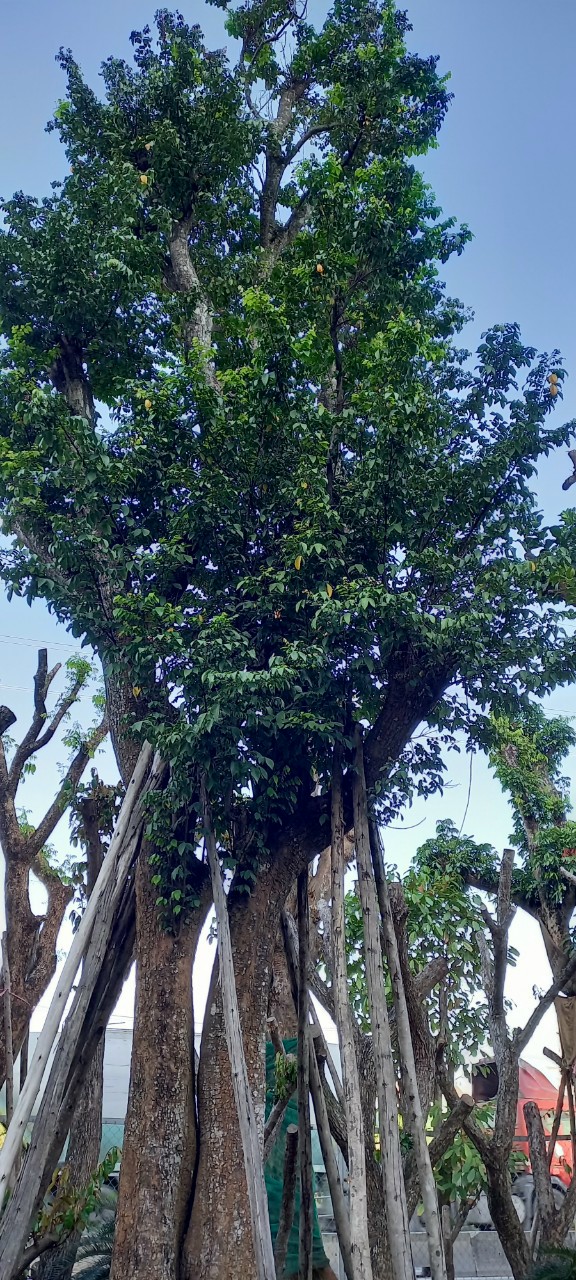 Cây Hoa Ngọc Lan - Cao 7m - Vanh 190