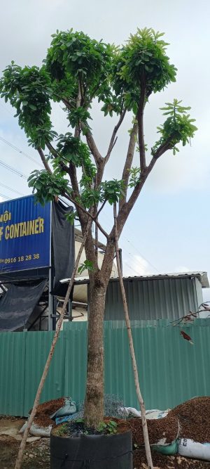 Cây lộc vừng - Cao 4m - Vanh 90