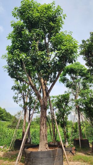 Cây lộc vừng - Cao 5m - Vanh 100