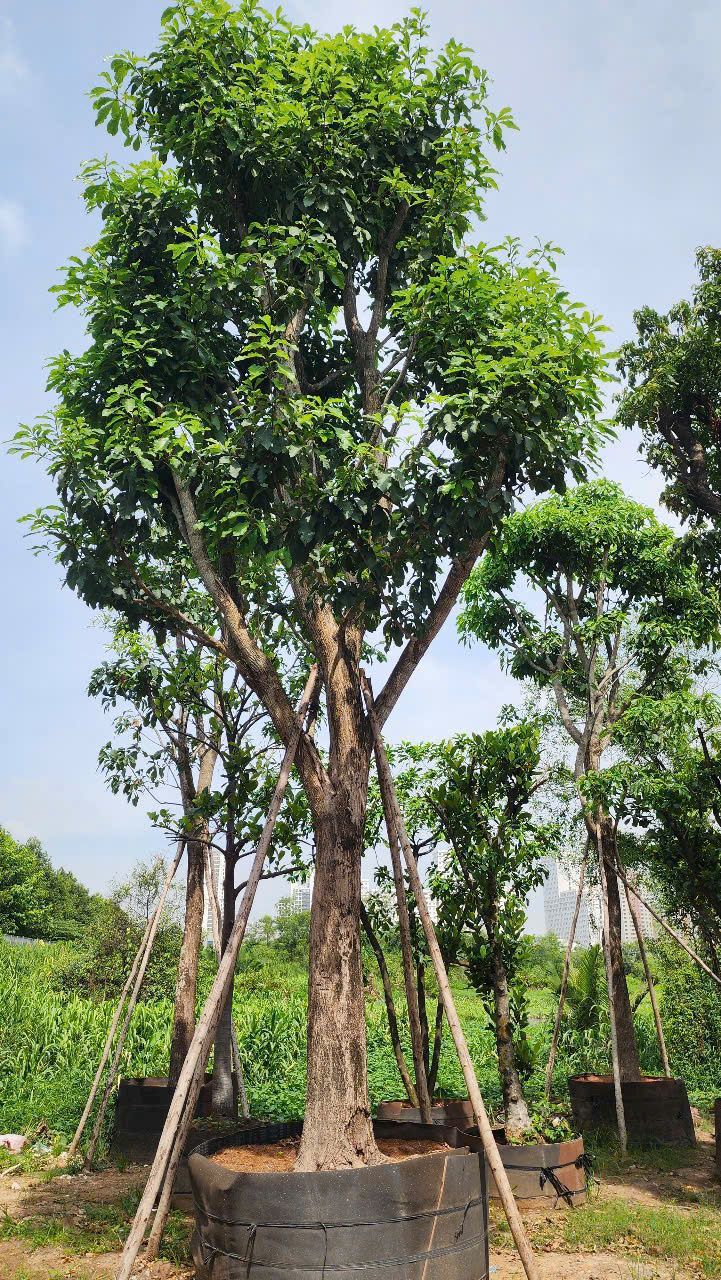 Cây lộc vừng - Cao 5m - Vanh 100