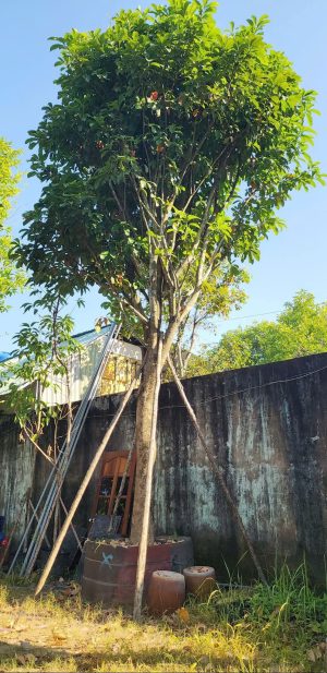 Cây lộc vừng - Cao 5m - Vanh 90