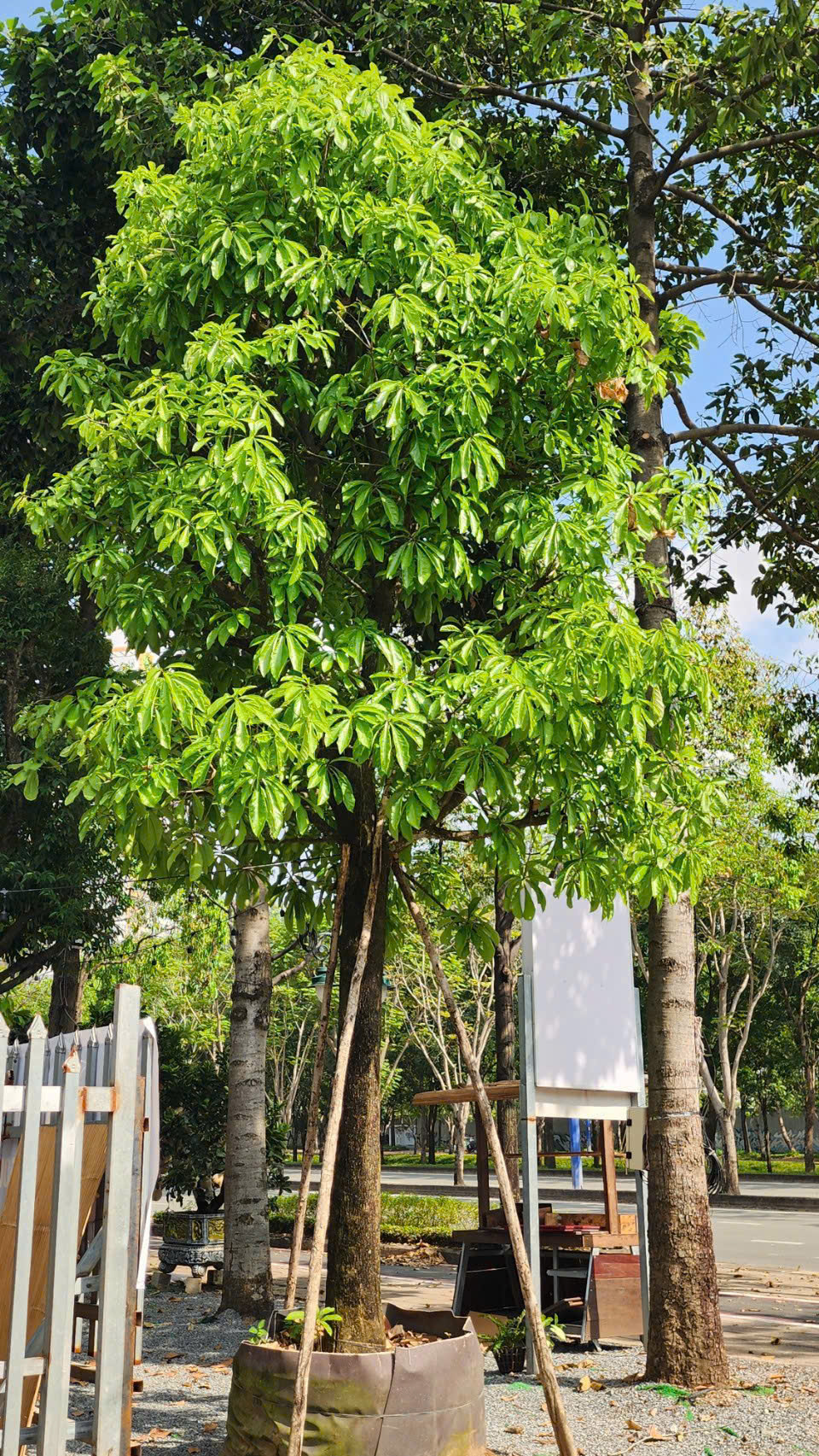 Cây lộc vừng - Cao 6m - Vanh 100