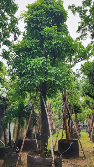 Cây lộc vừng - Cao 6m - Vanh 110