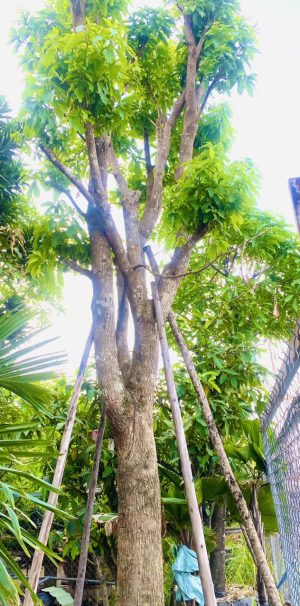 Cây lộc vừng - Cao 6m - Vanh 130