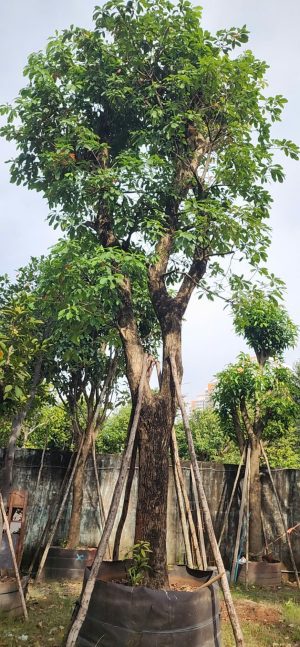 Cây lộc vừng - Cao 6m - Vanh 180