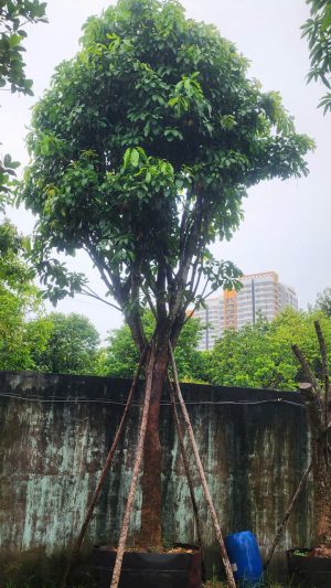 Cây lộc vừng - Cao 6m - Vanh 80