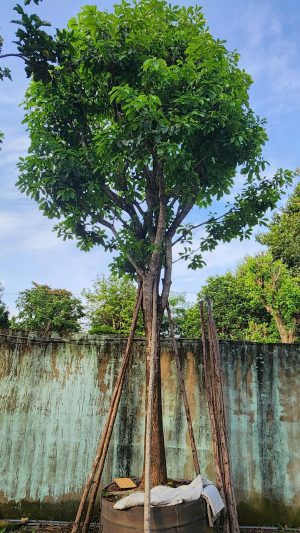 Cây lộc vừng - Cao 6m - Vanh 90.jpg