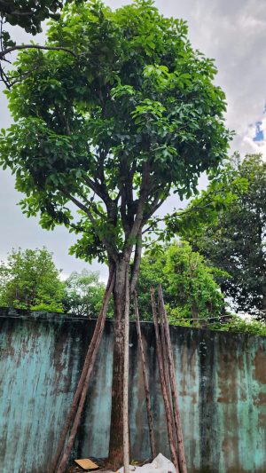 Cây lộc vừng - Cao 6m - Vanh 95.jpg