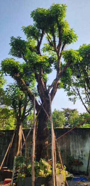 Cây lộc vừng - Cao 7.5m - Vanh 210