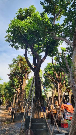 Cây lộc vừng - Cao 7m - Vanh 200