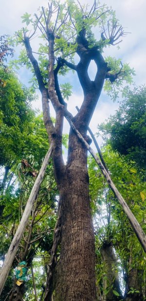 Cây lộc vừng - Cao 7m - Vanh 220