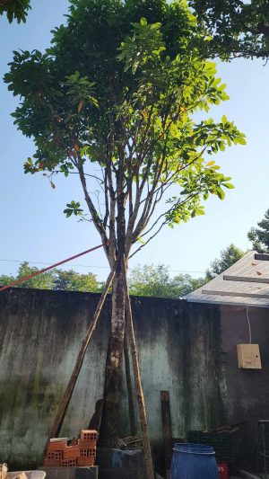 Cây lộc vừng - Cao 7m - Vanh 90