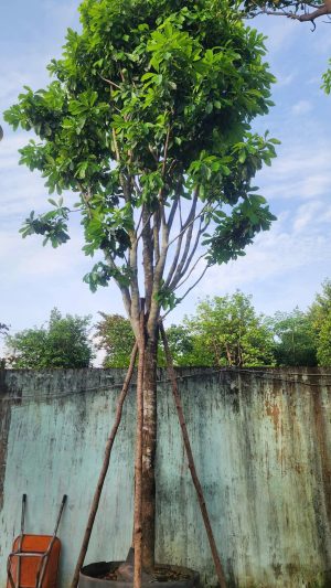 Cây lộc vừng - Cao 7m - Vanh 95