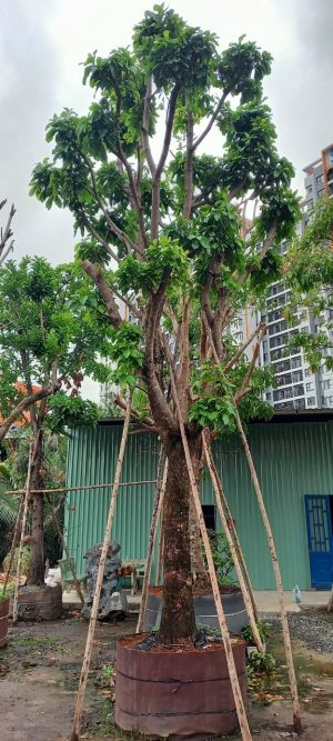 Cây lộc vừng - Cao 7m - Vanh 190