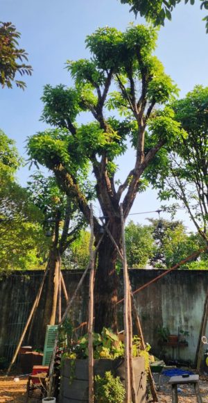 Cây lộc vừng - Cao 8m - Vanh 220