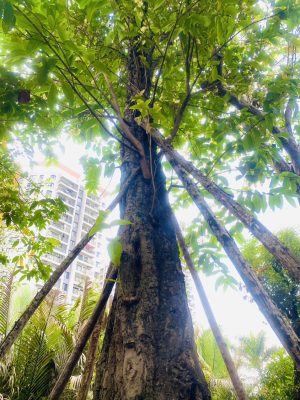 Cây mận cổ thụ - Cao 9m - Vanh 260