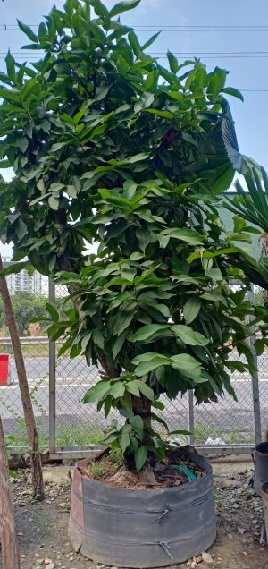 Cây mận cổ thụ - Cao 9m - Vanh 260