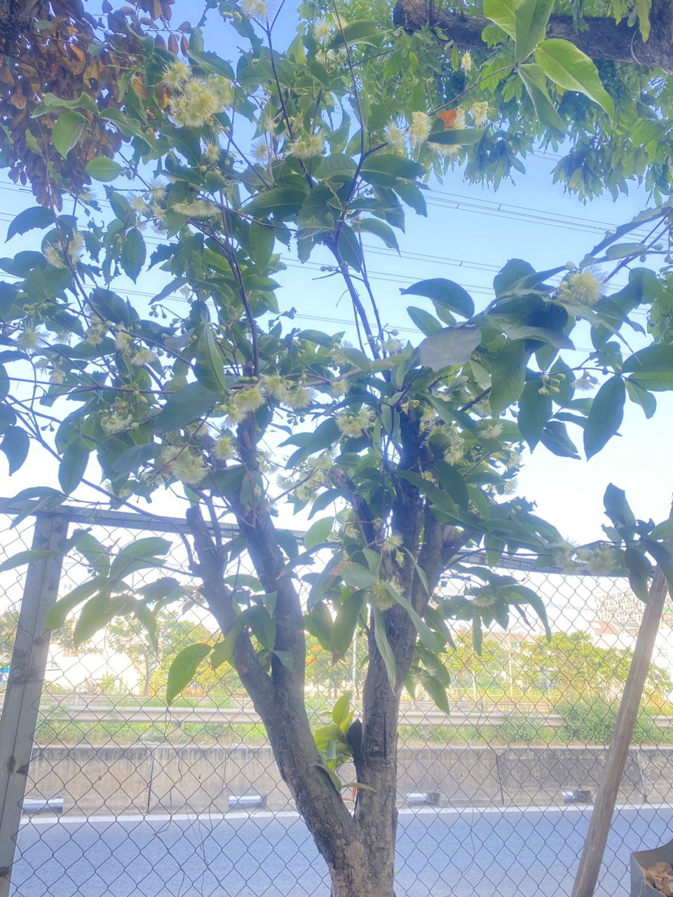 Cây mận cổ thụ - Cao 9m - Vanh 260