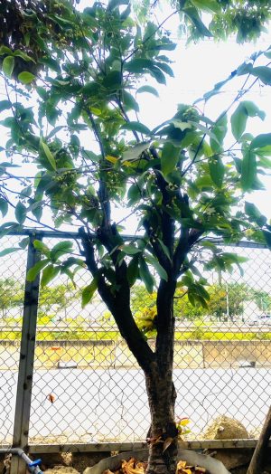 Cây mận cổ thụ - Cao 9m - Vanh 260