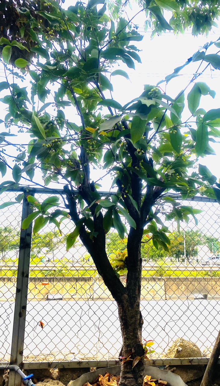 Cây mận cổ thụ - Cao 9m - Vanh 260