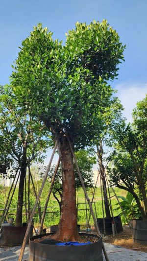 Cây mít nghệ cổ thụ - Cao 6,5m - Vanh 210