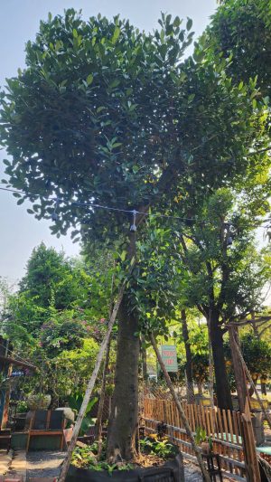 Cây mít nghệ cổ thụ - Cao 6,5m - Vanh 210