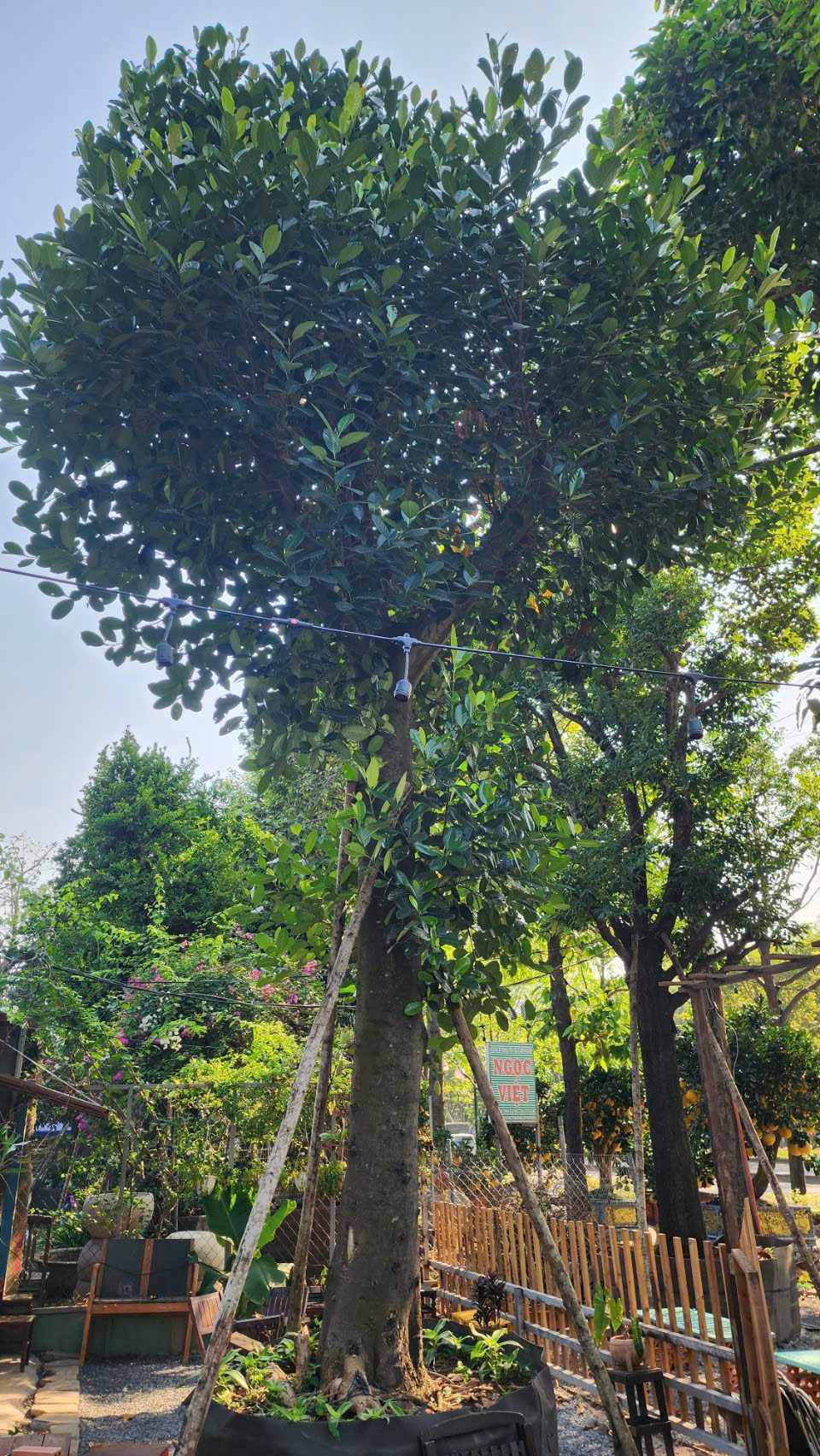Cây mít nghệ cổ thụ - Cao 6,5m - Vanh 210