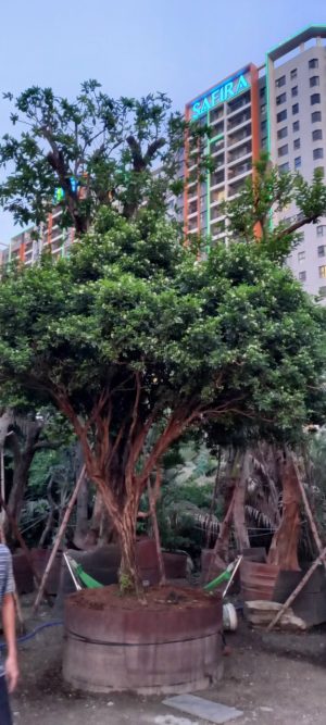 Cây nguyệt quế bông chùm - Cao 4m - Vanh 70