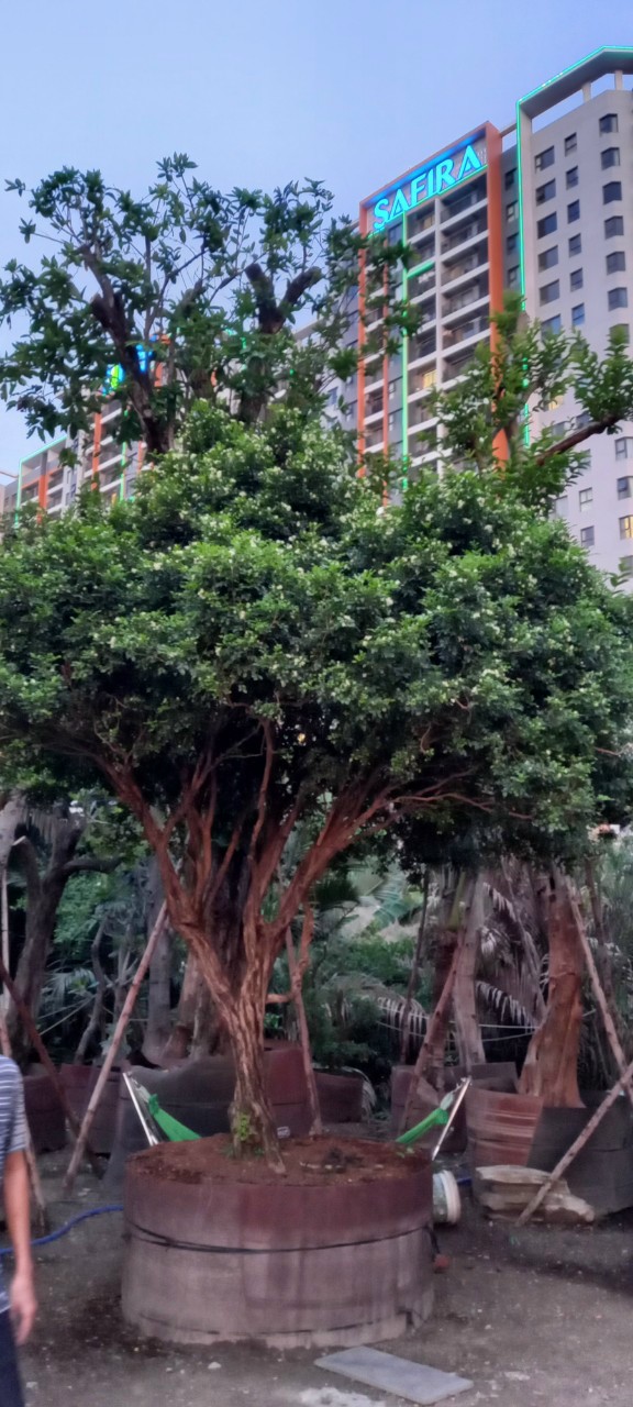 Cây nguyệt quế bông chùm - Cao 4m - Vanh 70