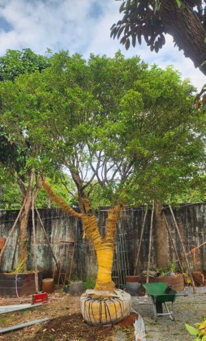 Cây nguyệt quế bông chùm - Cao 4m - Vanh 70