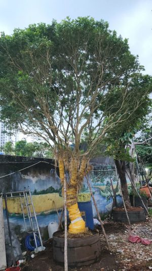 Cây nguyệt quế bông chùm - Cao 4m - Vanh 70