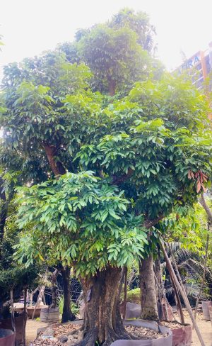 Cây nhãn ăn quả cổ thụ - Cao 6m - Vanh 200