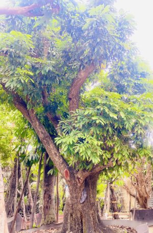 Cây nhãn ăn quả cổ thụ - Cao 6m - Vanh 200