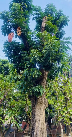 Cây nhãn ăn quả cổ thụ - Cao 6m - Vanh 200